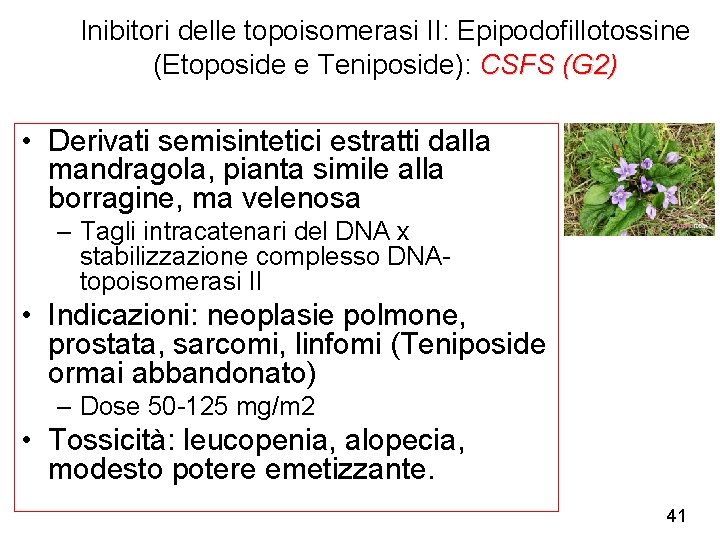 Inibitori delle topoisomerasi II: Epipodofillotossine (Etoposide e Teniposide): CSFS (G 2) • Derivati semisintetici