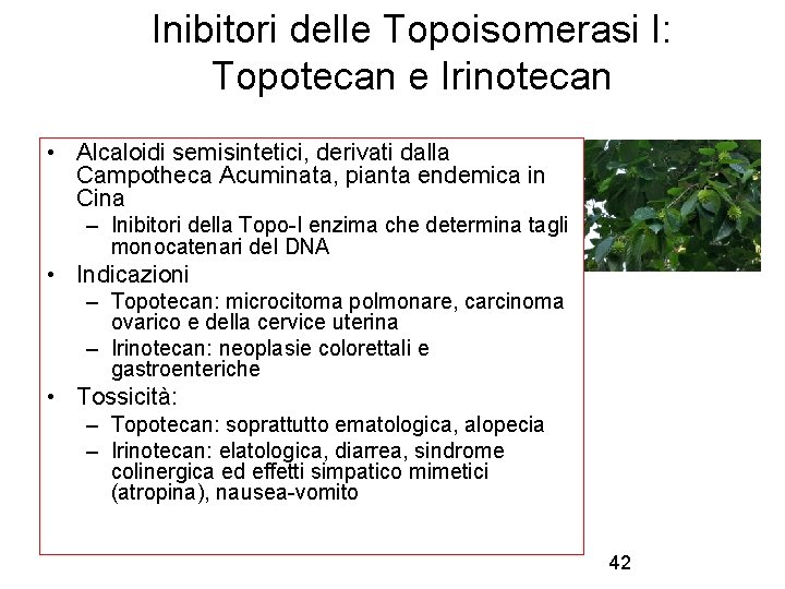 Inibitori delle Topoisomerasi I: Topotecan e Irinotecan • Alcaloidi semisintetici, derivati dalla Campotheca Acuminata,