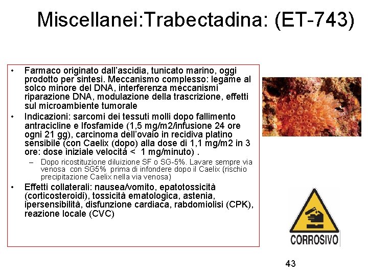 Miscellanei: Trabectadina: (ET-743) • • Farmaco originato dall’ascidia, tunicato marino, oggi prodotto per sintesi.