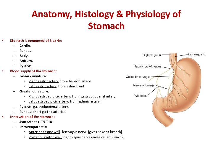 Anatomy, Histology & Physiology of Stomach • • • Stomach is composed of 5