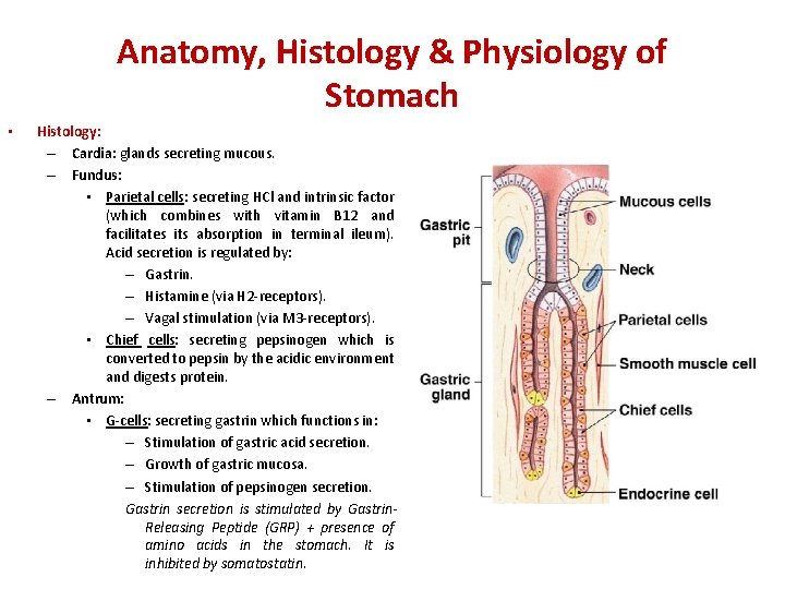 Anatomy, Histology & Physiology of Stomach • Histology: – Cardia: glands secreting mucous. –