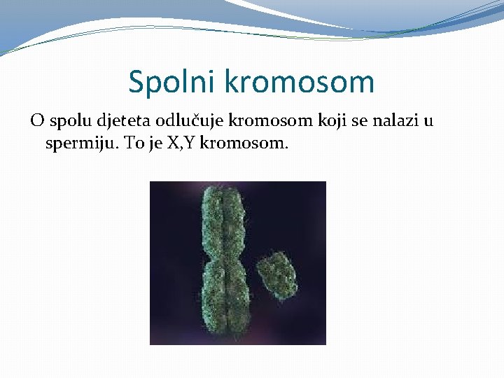 Spolni kromosom O spolu djeteta odlučuje kromosom koji se nalazi u spermiju. To je