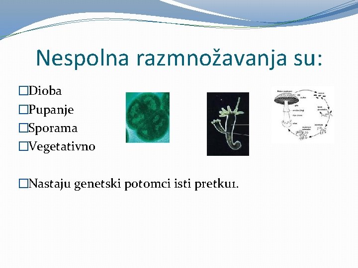 Nespolna razmnožavanja su: �Dioba �Pupanje �Sporama �Vegetativno �Nastaju genetski potomci isti pretku 1. 