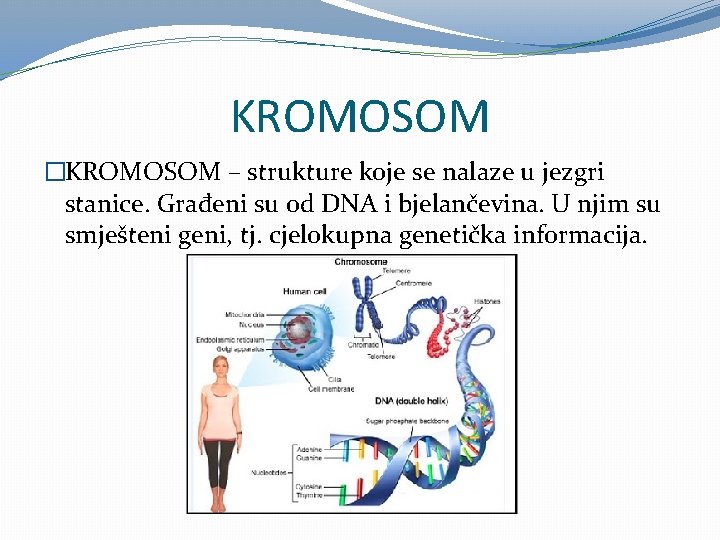 KROMOSOM �KROMOSOM – strukture koje se nalaze u jezgri stanice. Građeni su od DNA