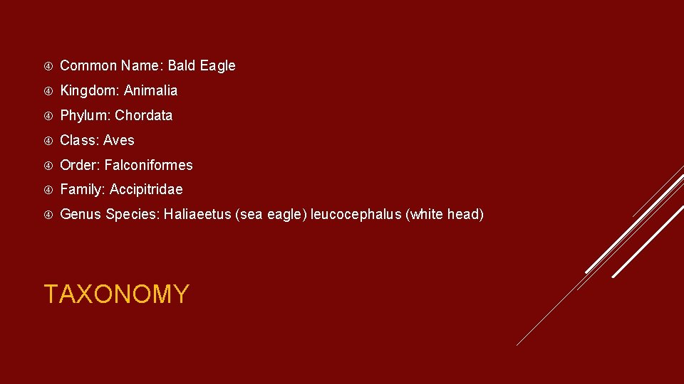  Common Name: Bald Eagle Kingdom: Animalia Phylum: Chordata Class: Aves Order: Falconiformes Family: