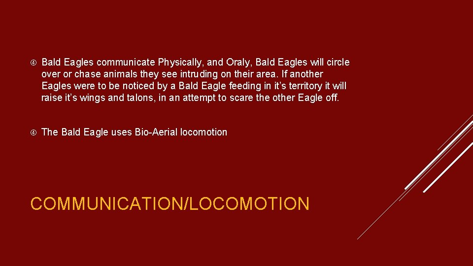  Bald Eagles communicate Physically, and Oraly, Bald Eagles will circle over or chase