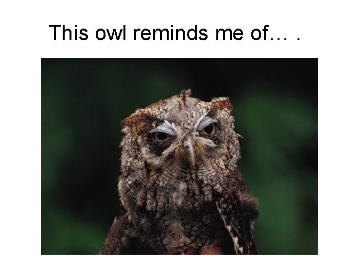 This owl reminds me of…. 
