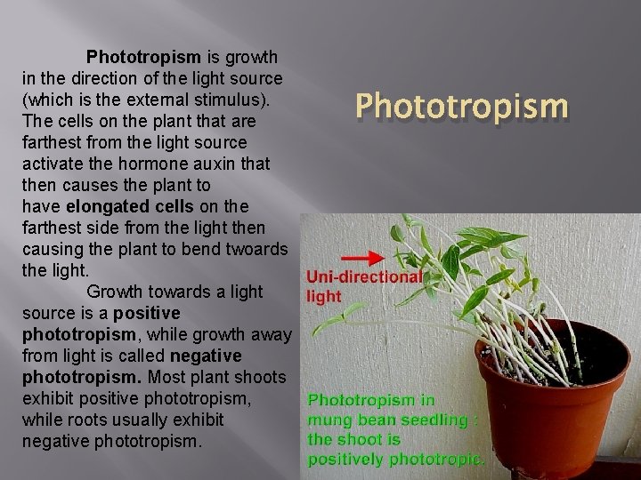 Phototropism is growth in the direction of the light source (which is the external