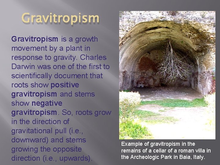 Gravitropism is a growth movement by a plant in response to gravity. Charles Darwin