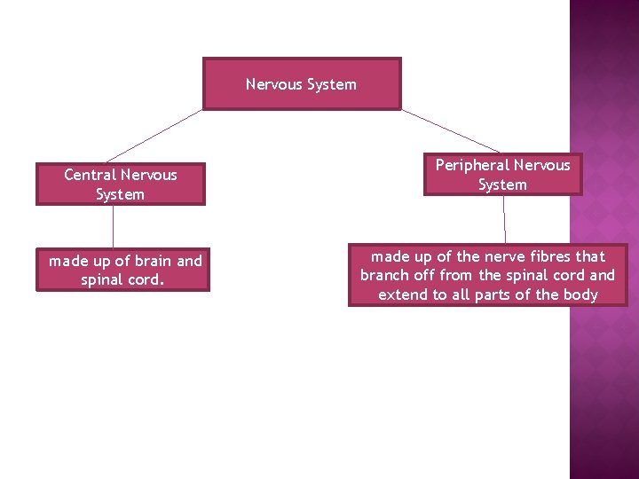 Nervous System Central Nervous System made up of brain and spinal cord. Peripheral Nervous