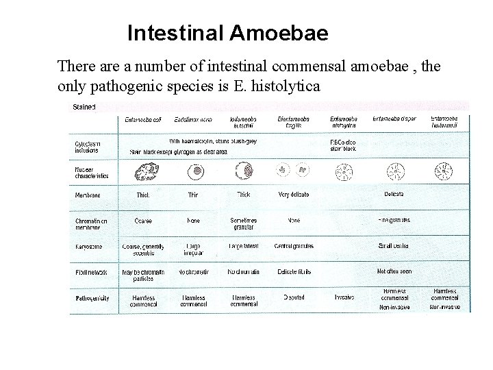 Intestinal Amoebae There a number of intestinal commensal amoebae , the only pathogenic species