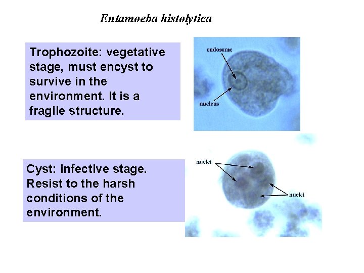 Entamoeba histolytica Trophozoite: vegetative stage, must encyst to survive in the environment. It is