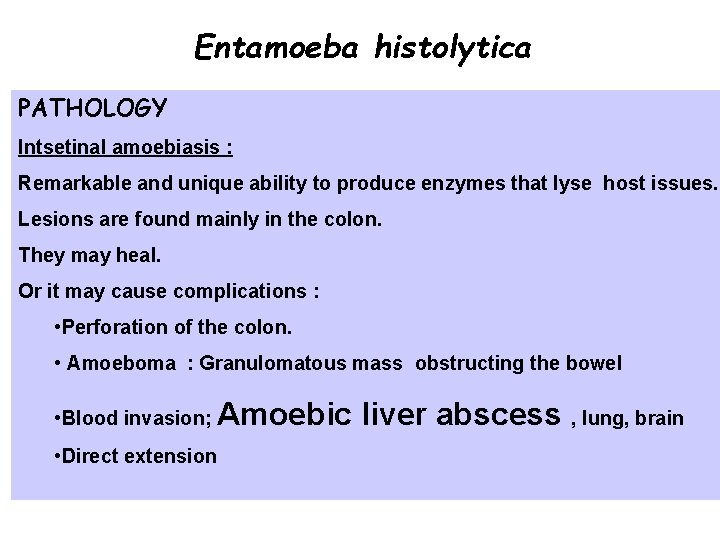 Entamoeba histolytica PATHOLOGY Intsetinal amoebiasis : Remarkable and unique ability to produce enzymes that