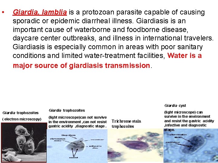  • Giardia. lamblia is a protozoan parasite capable of causing sporadic or epidemic