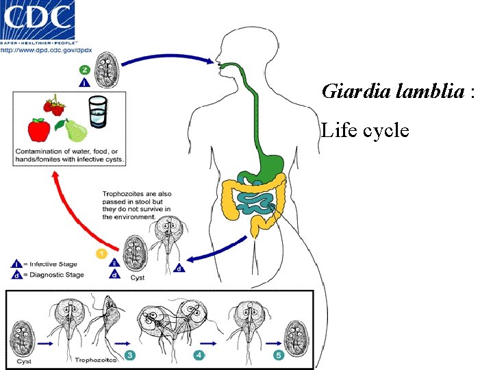 Giardia lamblia : Life cycle 
