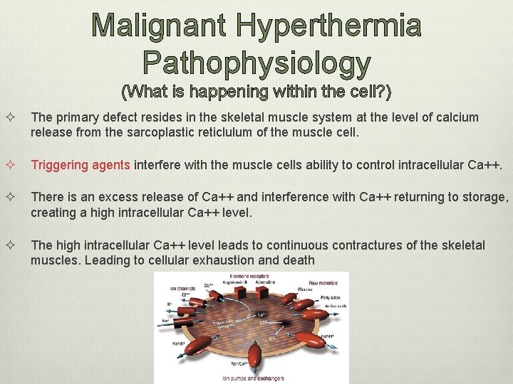 Malignant Hyperthermia Pathophysiology (What is happening within the cell? ) ² The primary defect
