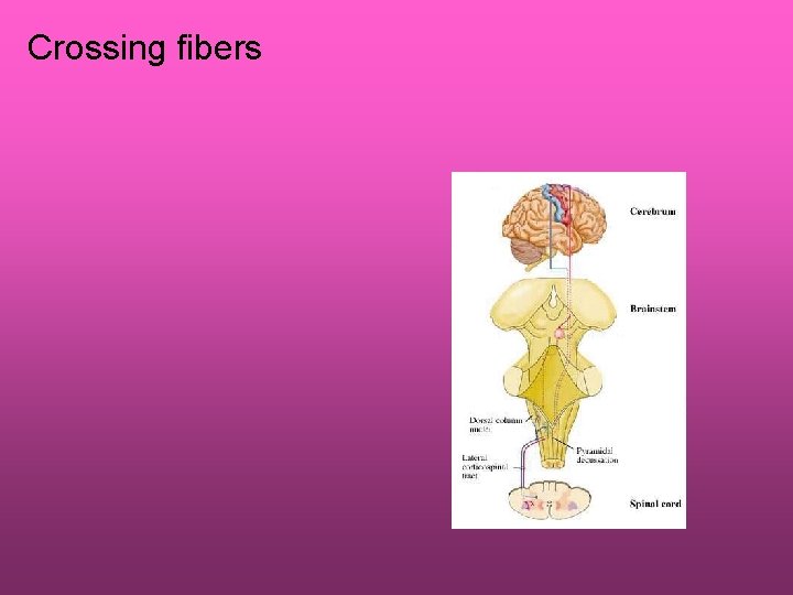 Crossing fibers 