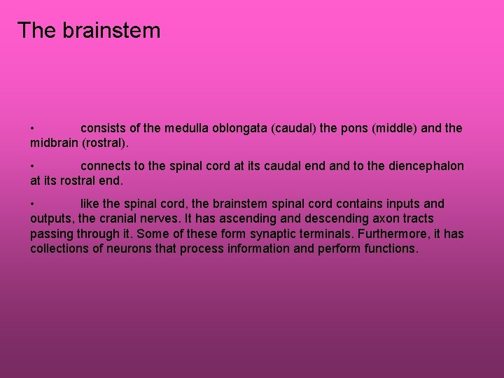 The brainstem • consists of the medulla oblongata (caudal) the pons (middle) and the