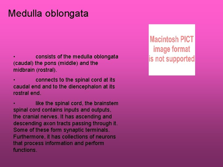 Medulla oblongata • consists of the medulla oblongata (caudal) the pons (middle) and the