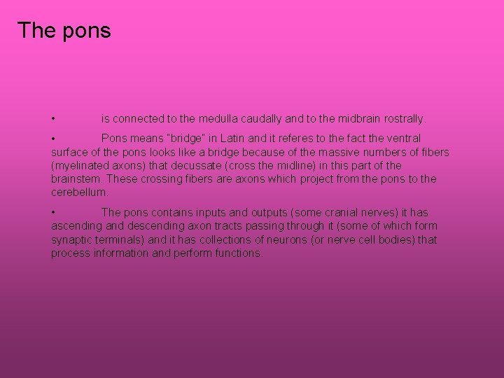 The pons • is connected to the medulla caudally and to the midbrain rostrally.