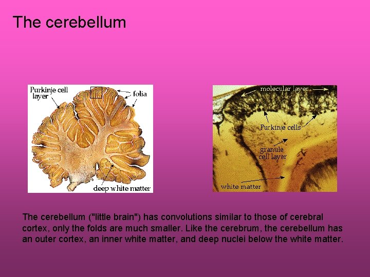 The cerebellum ("little brain") has convolutions similar to those of cerebral cortex, only the