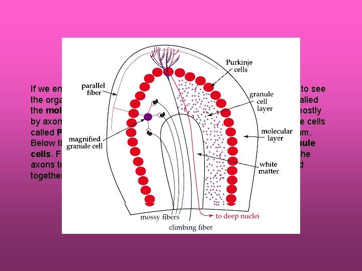 If we enlarge a single fold of cerebellum, or a folium, we can begin