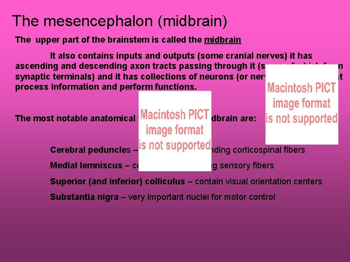 The mesencephalon (midbrain) The upper part of the brainstem is called the midbrain It