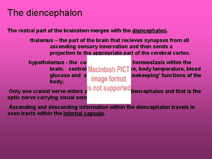 The diencephalon The rostral part of the brainstem merges with the diencephalon. thalamus –