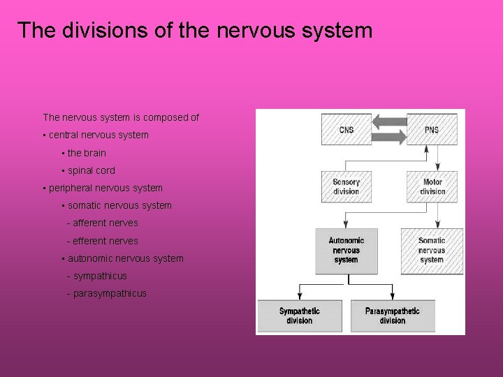 The divisions of the nervous system The nervous system is composed of • central