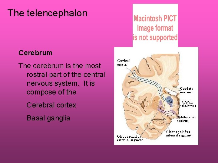 The telencephalon Cerebrum The cerebrum is the most rostral part of the central nervous