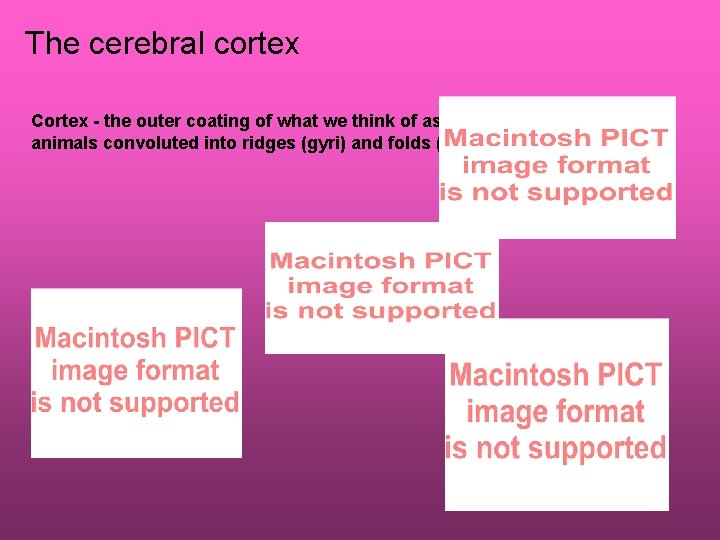 The cerebral cortex Cortex - the outer coating of what we think of as