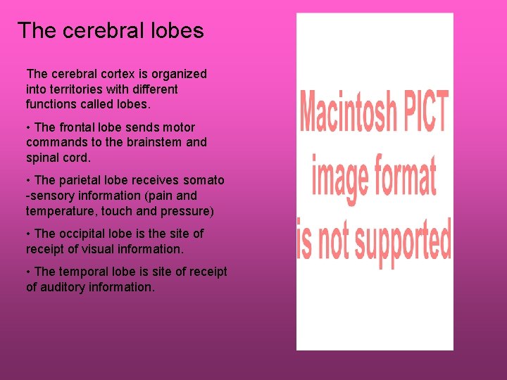 The cerebral lobes The cerebral cortex is organized into territories with different functions called