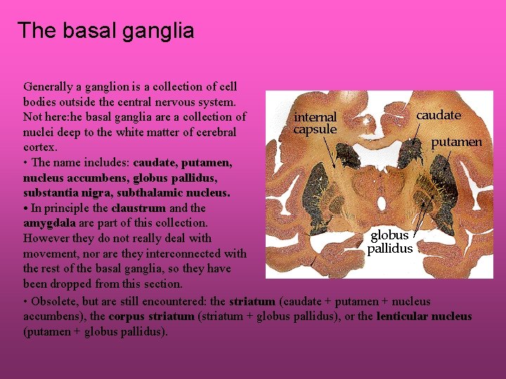 The basal ganglia Generally a ganglion is a collection of cell bodies outside the
