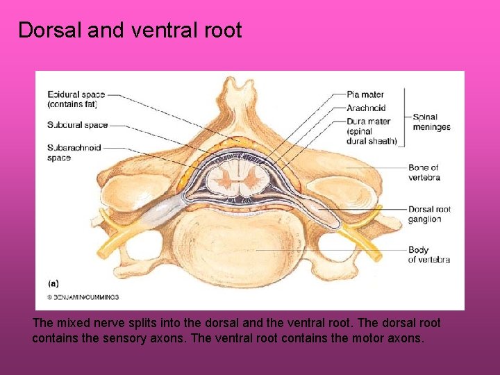 Dorsal and ventral root The mixed nerve splits into the dorsal and the ventral