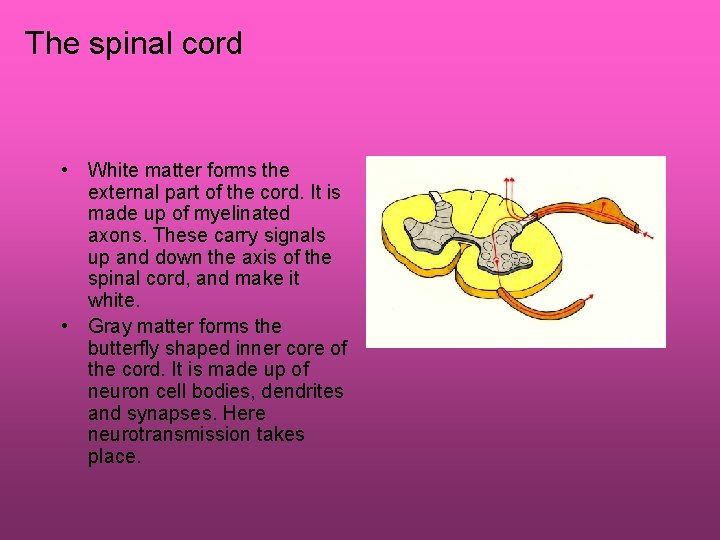 The spinal cord • White matter forms the external part of the cord. It