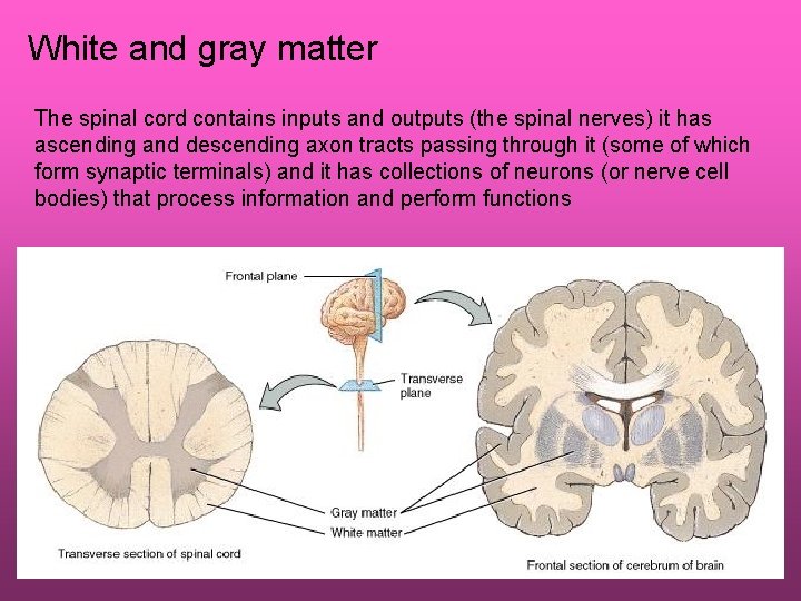 White and gray matter The spinal cord contains inputs and outputs (the spinal nerves)