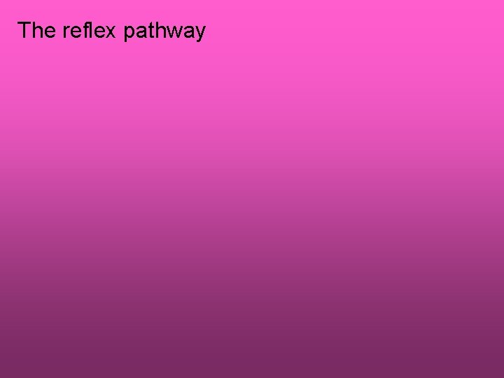 The reflex pathway 