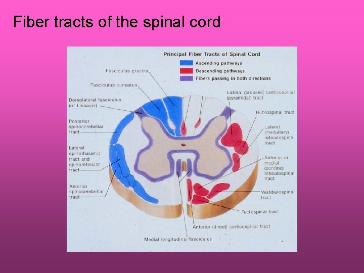 Fiber tracts of the spinal cord 