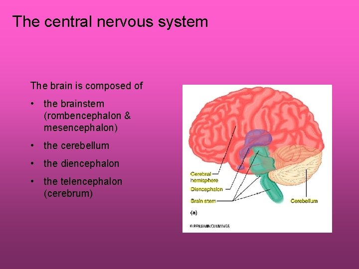 The central nervous system The brain is composed of • the brainstem (rombencephalon &
