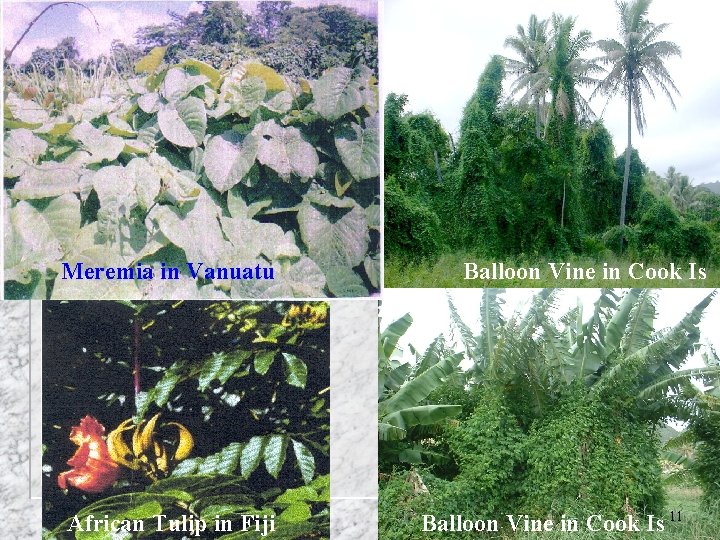 Meremia in Vanuatu African Tulip in Fiji Balloon Vine in Cook Is 11 