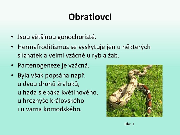 Obratlovci • Jsou většinou gonochoristé. • Hermafroditismus se vyskytuje jen u některých sliznatek a