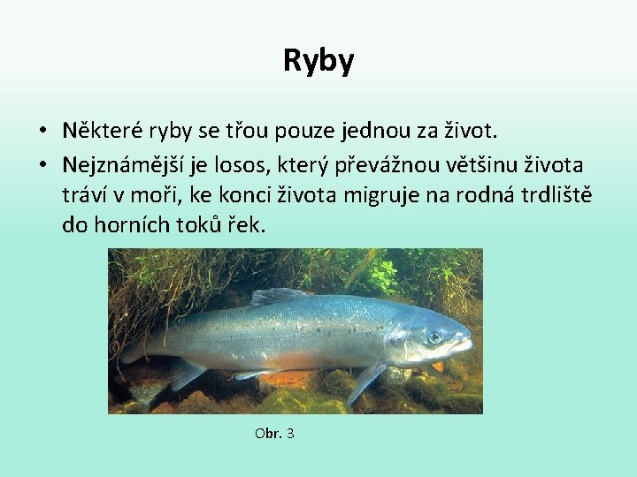 Ryby • Některé ryby se třou pouze jednou za život. • Nejznámější je losos,