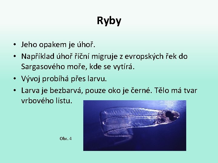 Ryby • Jeho opakem je úhoř. • Například úhoř říční migruje z evropských řek