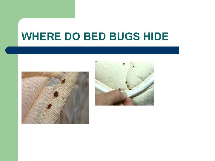 WHERE DO BED BUGS HIDE 
