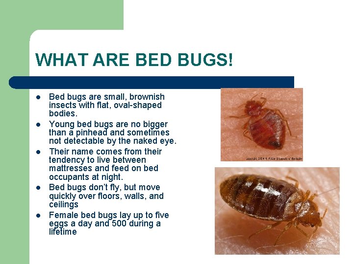 WHAT ARE BED BUGS! l l l Bed bugs are small, brownish insects with