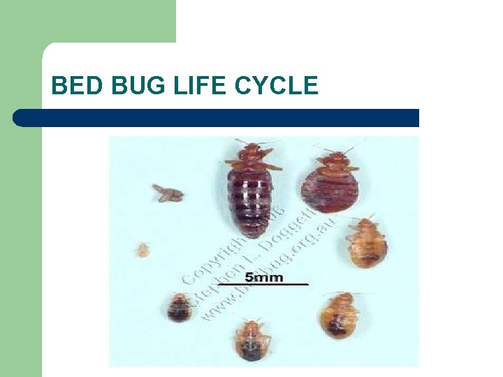 BED BUG LIFE CYCLE 