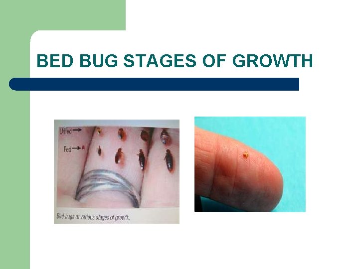 BED BUG STAGES OF GROWTH 