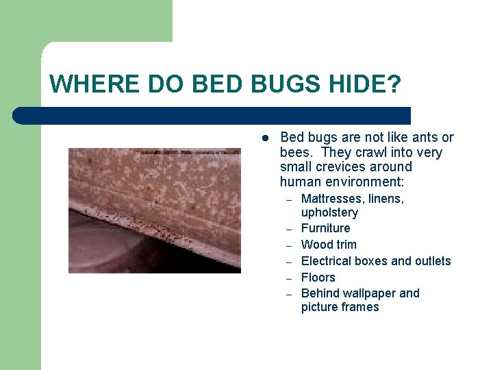 WHERE DO BED BUGS HIDE? l Bed bugs are not like ants or bees.