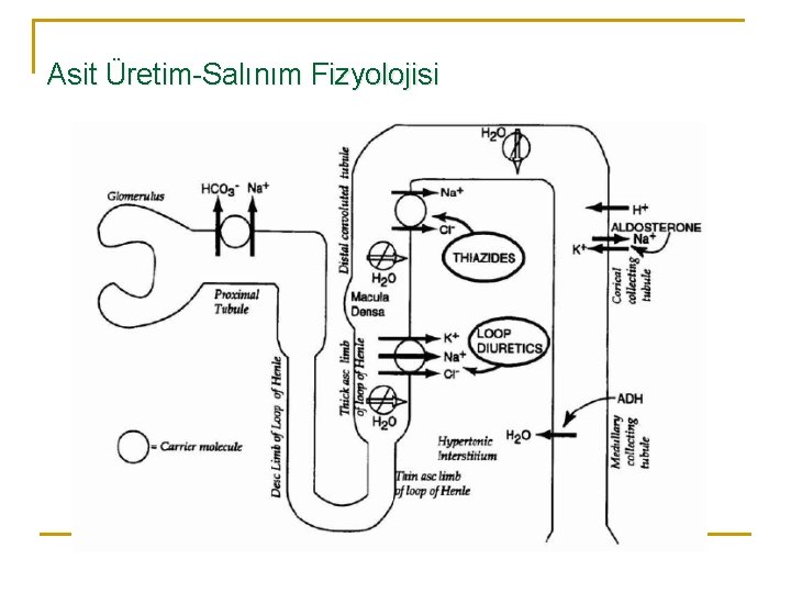 Asit Üretim-Salınım Fizyolojisi 