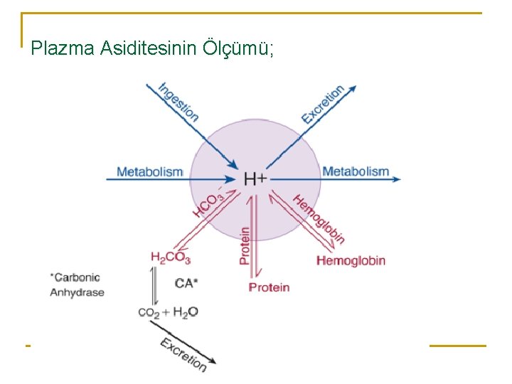 Plazma Asiditesinin Ölçümü; 